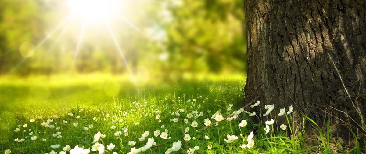 Turning Your Boiler Back on at the End of Summer | Boiler Guide