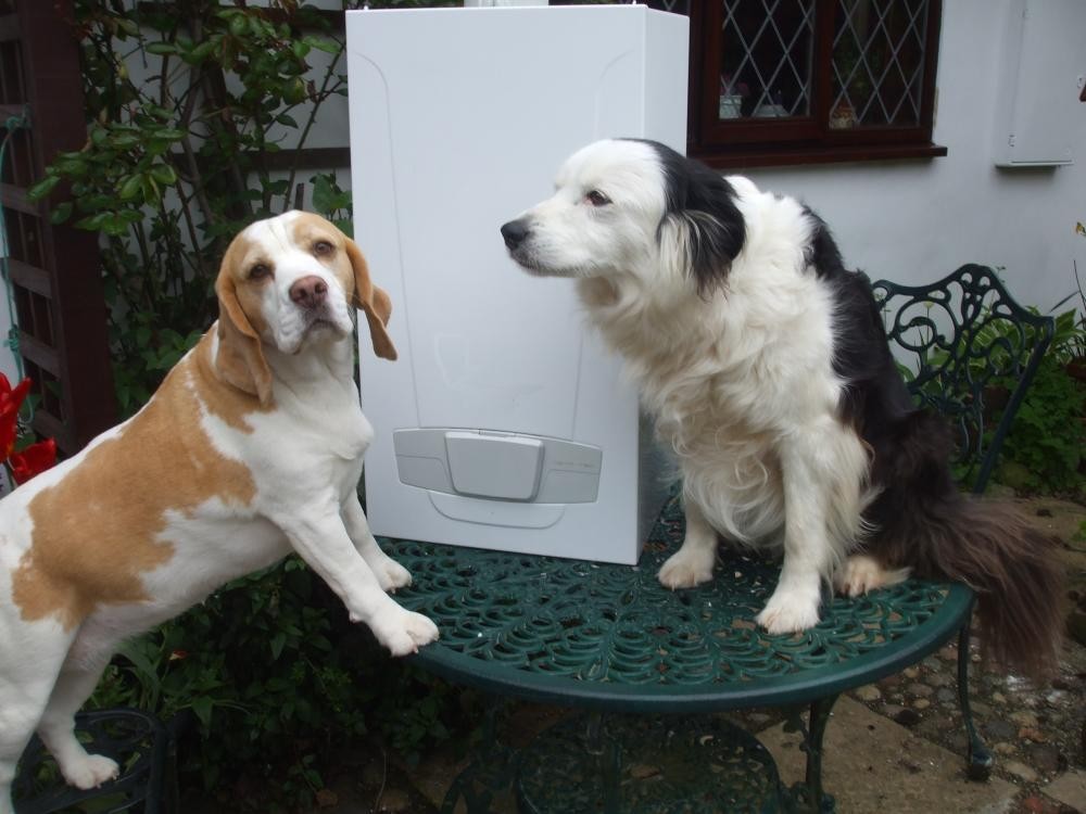 Dogs and Boiler